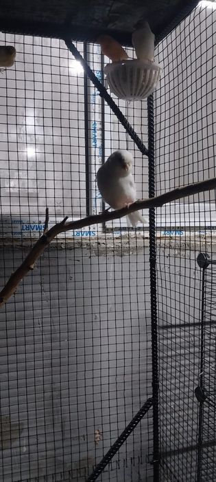 Кенер белый рецессивный