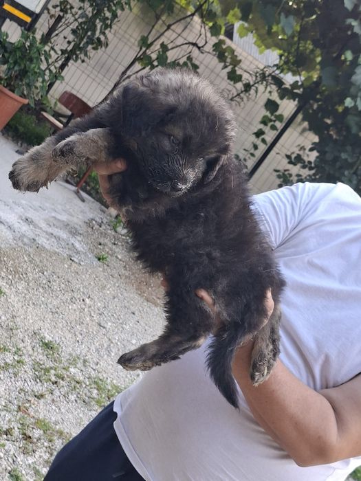 Pui Ciobănesc Caucazian cu Pedigree