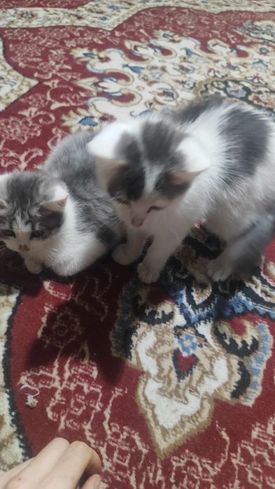 Отдам котят (мальчики)