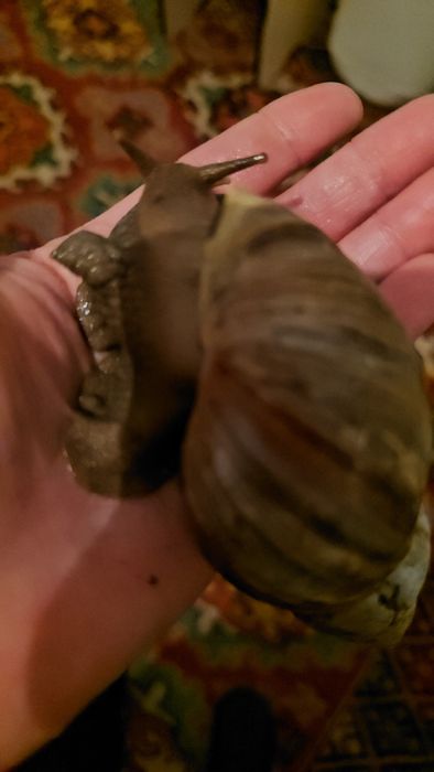 Отдам отдам отдам