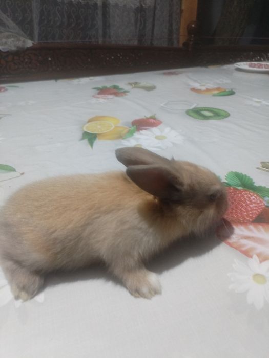 Srochni sotiladi