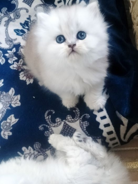 Biritsh shinshila tozzasi sotiladi