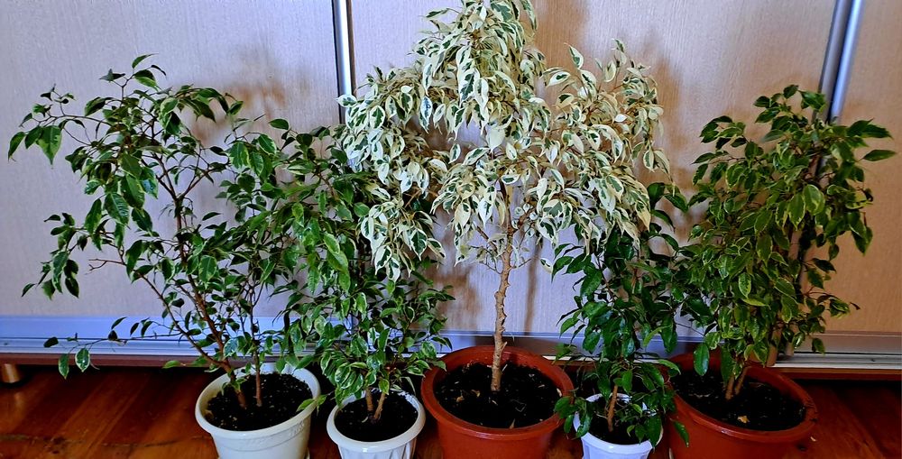 Продам комнатные цветы