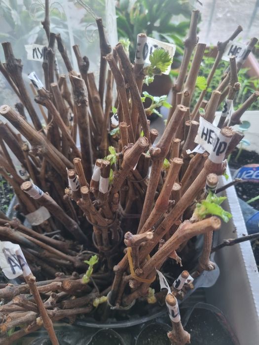 Продам саженцы виноград
