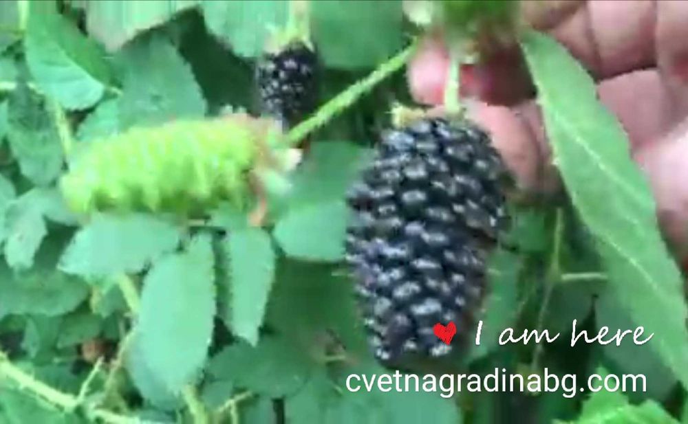 КАРАКА - най-едрата, ранна къпина