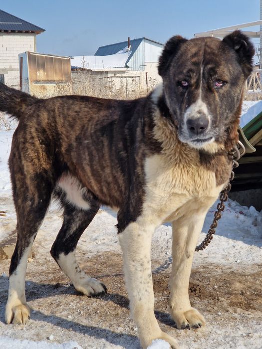 Собаки цена договорная
