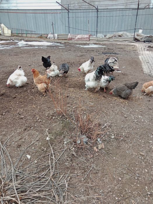 Продам домашних курей
