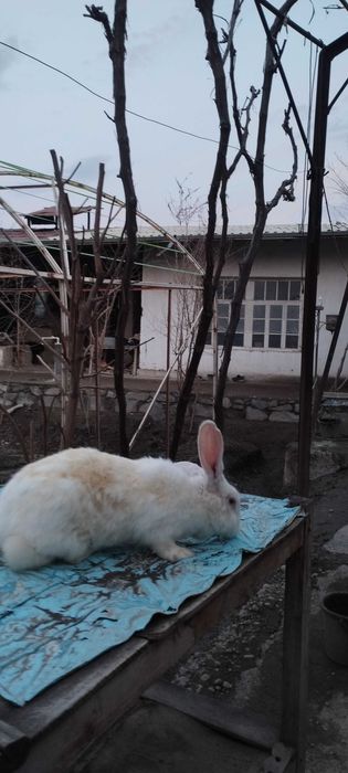 Hikol quyon sotiladi