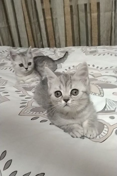 Две девочки. Скоттиш Страйт.