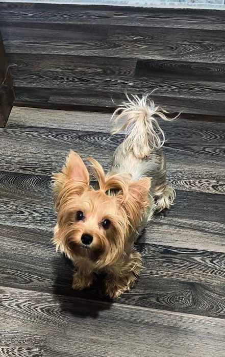 Щенок йоркширского терьера