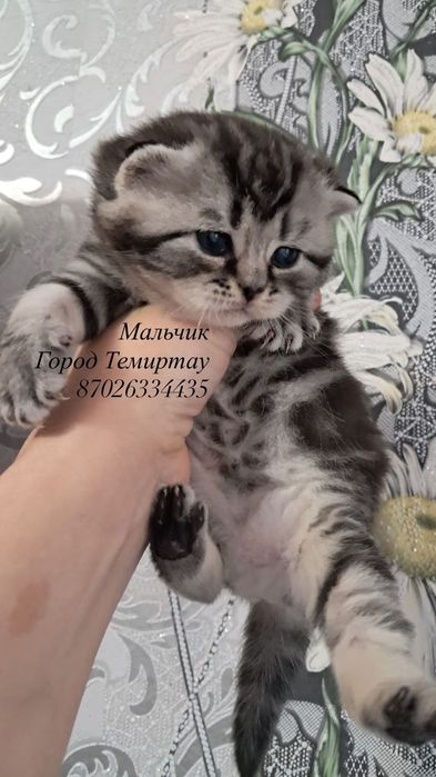 Животные котята продажа