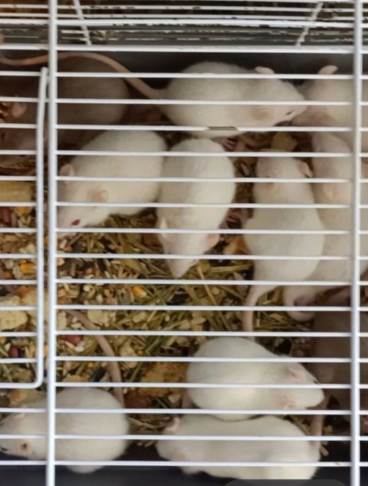 крысы  разного цвета