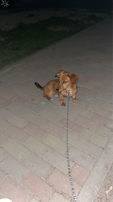 Такса мальчик.