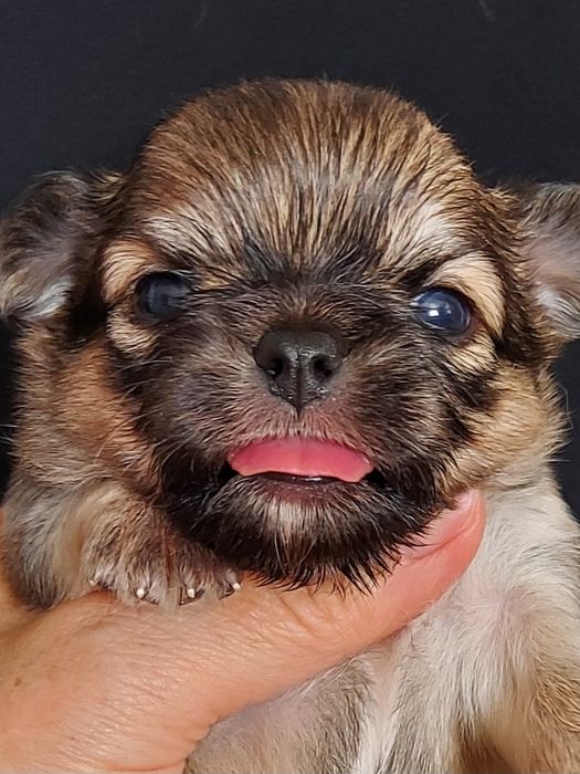 Продаю щенков чихуахуа