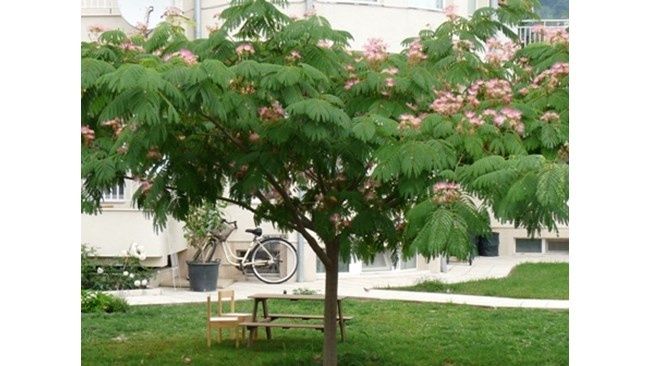 Албиция (Копринено дърво)