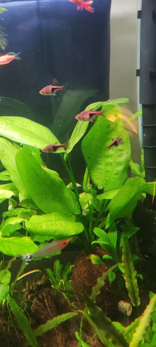 Эхинодорус мультиколор