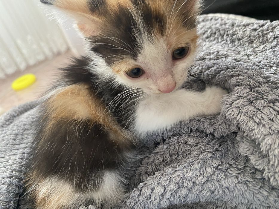 Отдам в добрые руки котенка