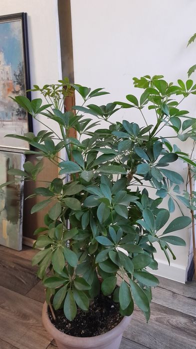 Шеффлера крупная