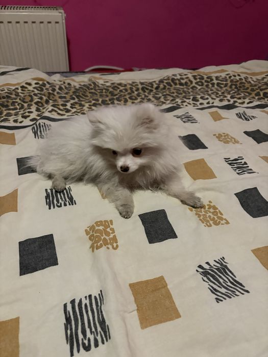 Померан момиче на 90 дни