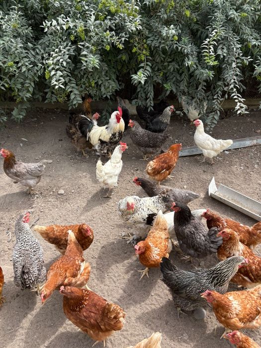 Продам куры несушки цена за 1 курицу!