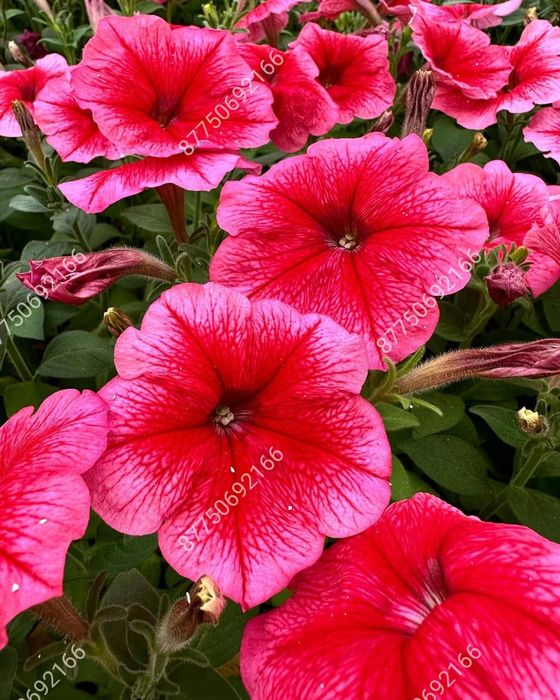 Петуния бархатцы цинерария