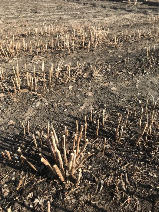 Саженцы малины …