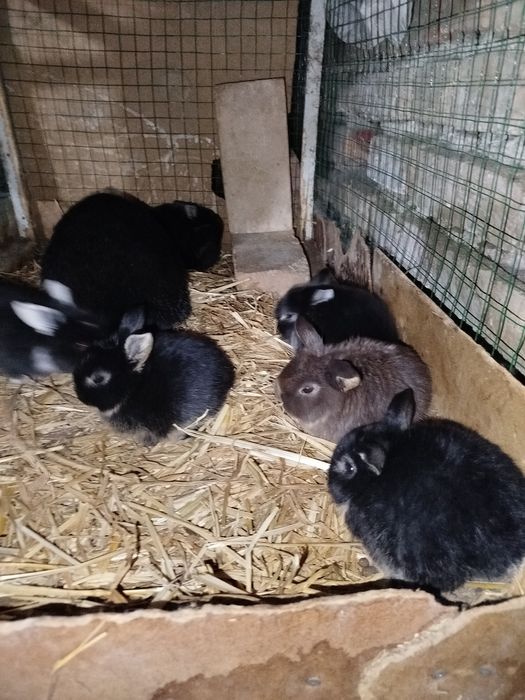 Quyonlar karlik baran