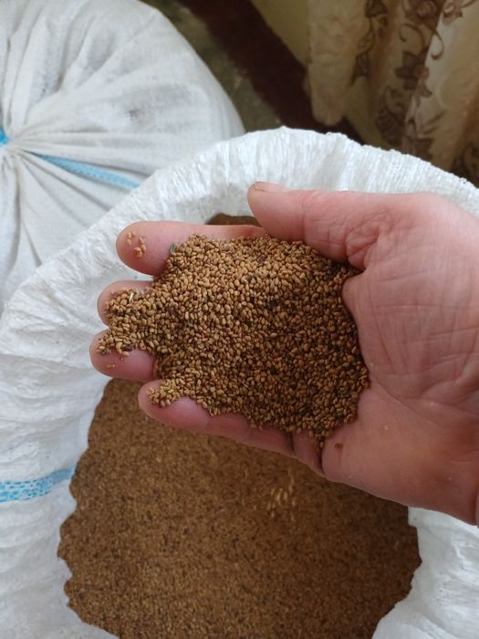 Vând sămânță de lucerna
