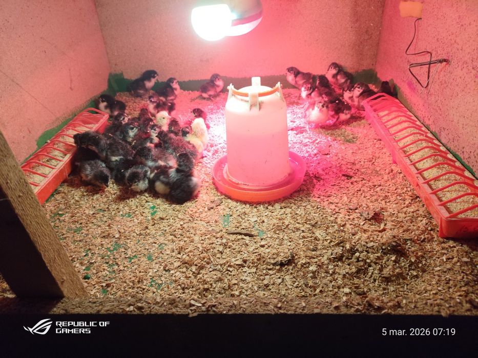 Pui de găină australorp  si rasă mixtă