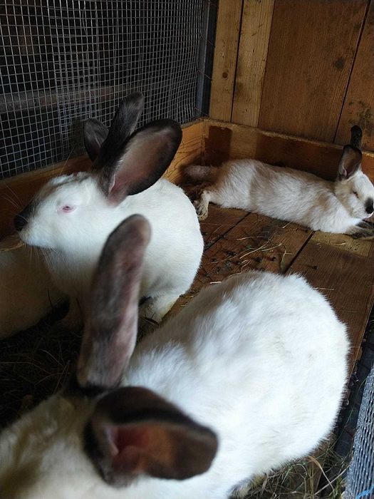 Iepuri de vanzare in Orastie -Beriu