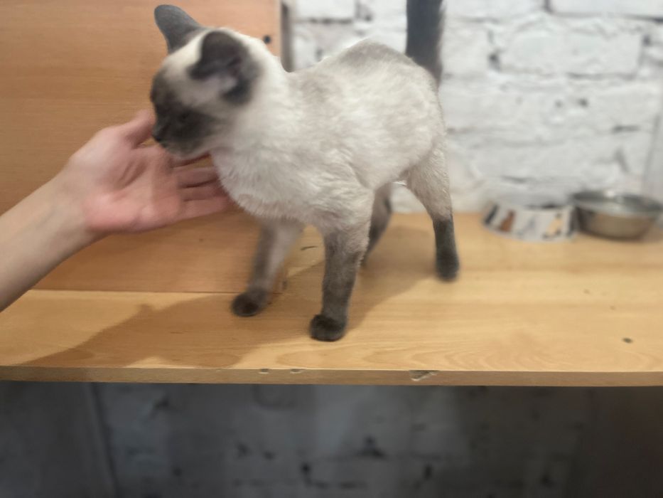 Отдам кошечку в добрые руки