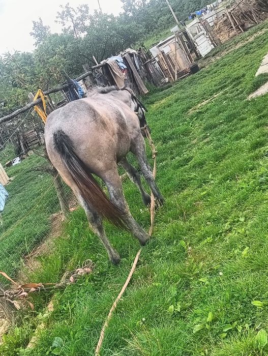Mânză de 1 an ieste blândă