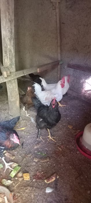 Xuroz va Urdaklar sotiladi damashniy