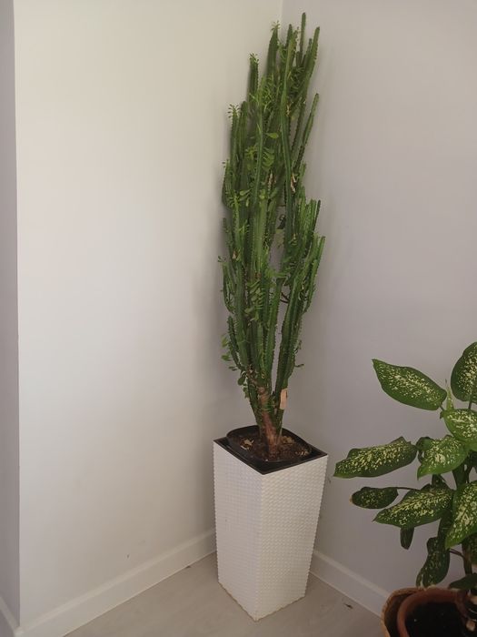 Диффенбаген. Бенжамин. малачай