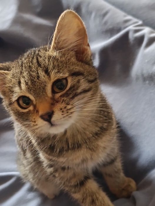 Отдам котенка в хорошие руки.