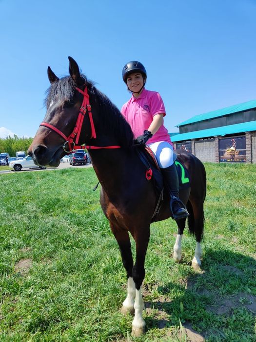 Англо арабский жеребец