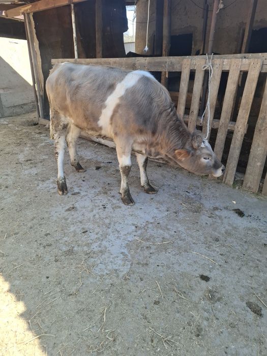 Продам телочек годовалых