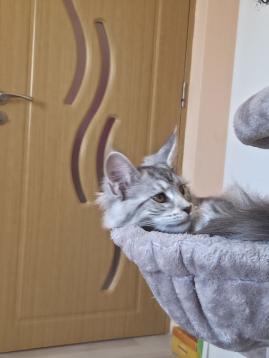 Maine Coon felisa