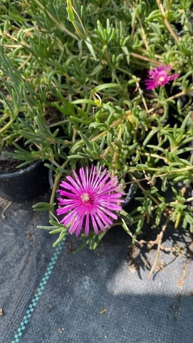 Делосперма 3 цвята