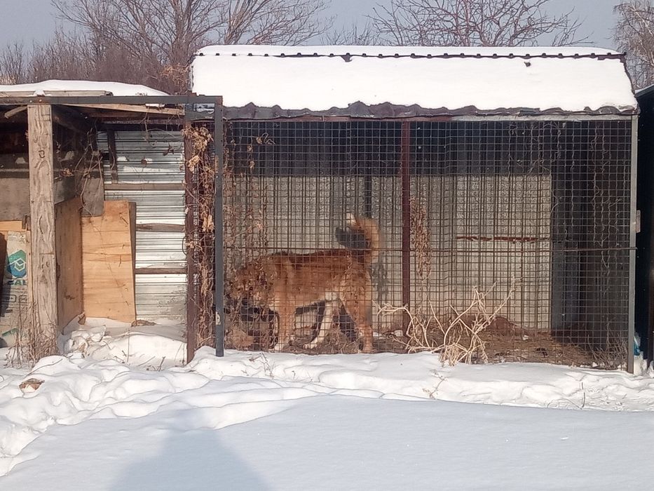 Алабай валерь сатлады