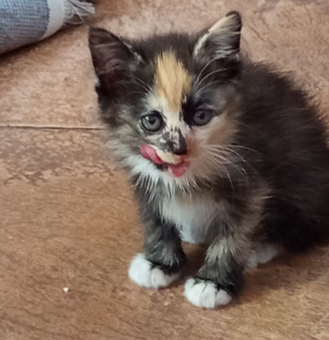Отдам котят 1.5 месяца