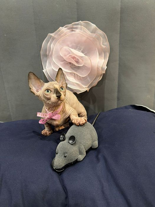 Шикарный сфинкс бамбино