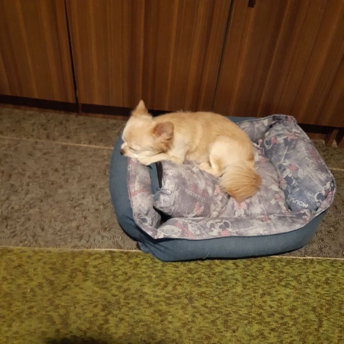 Передержка собак. Облегчим Ваш отпуск.