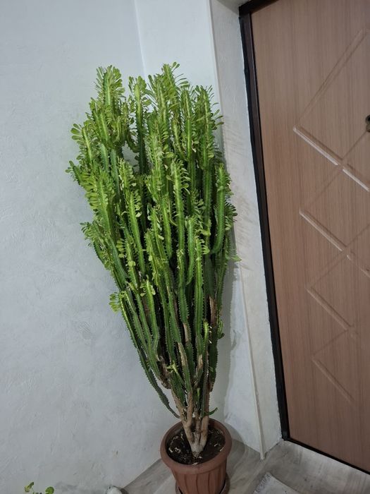 Молочай трехгранный