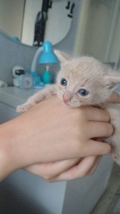 Отдам котят  в добрые руки