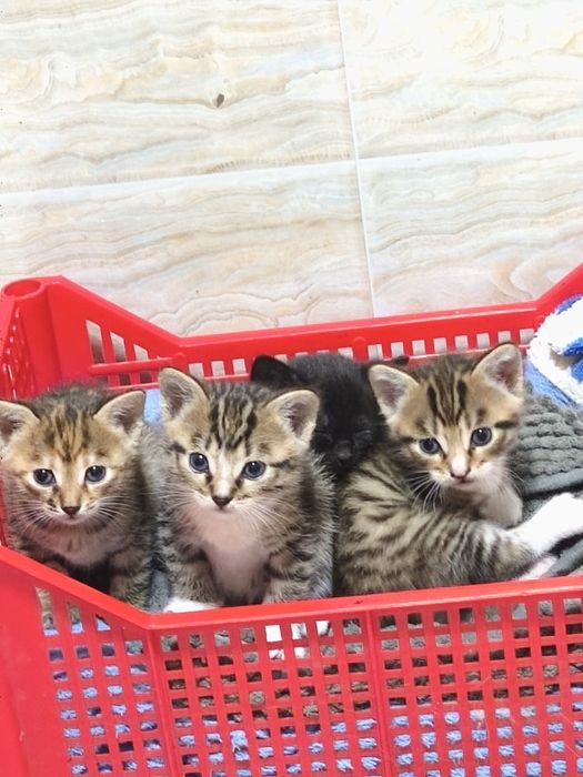 Отдам котят в добрые руки