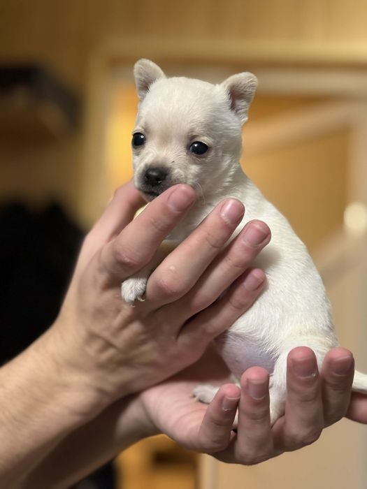 ПРОМО!!! Чихуаха