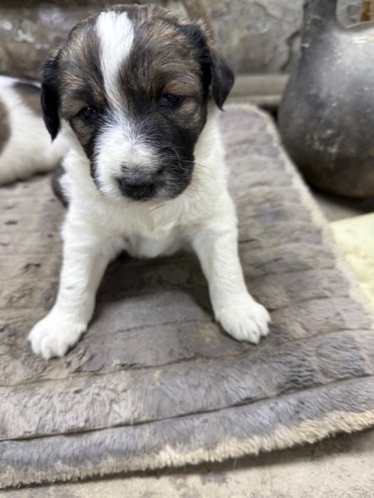 Отдам собак в хорошии руки