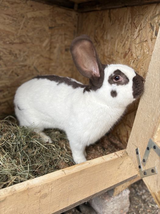 Iepuroi Fluture German