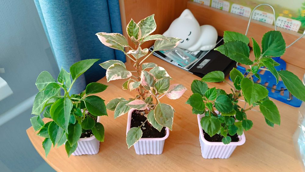 Бальзамины махровые